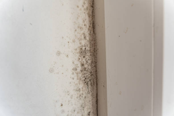 Best Black Mold Removal  in USA